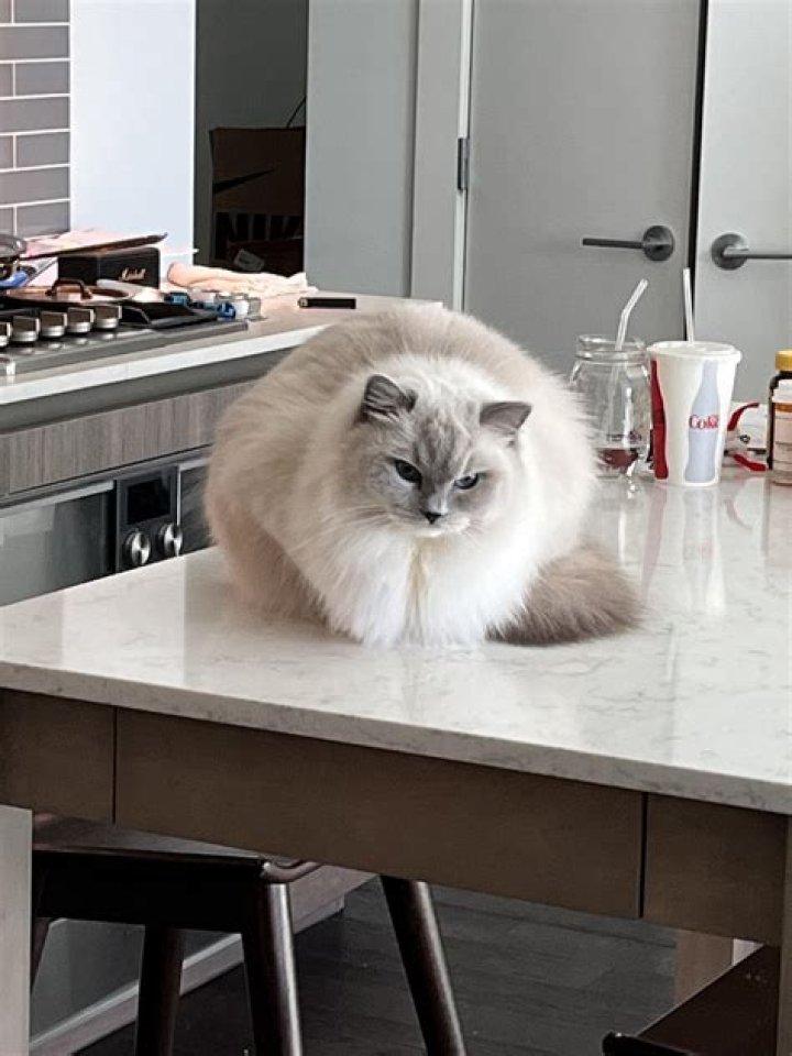 10 The Origin Fluffy Fat Cat Breeds Picture You'll Love