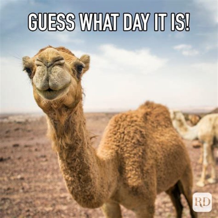 25 Hump Day Memes That Make Wednesdays Bearable Reader's Digest