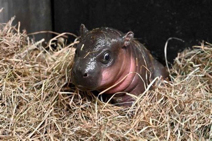 Baby Hippopotamus Slapped Ham