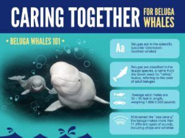 Beluga Whale Facts, Habitat, Sounds, Diet, Baby, Videos, Pictures