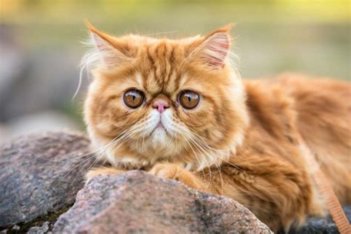 Big Eye Cat
