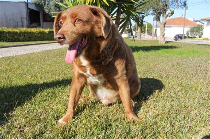 Bobi, the world's oldest dog, celebrates his 31st birthday BreezyScroll