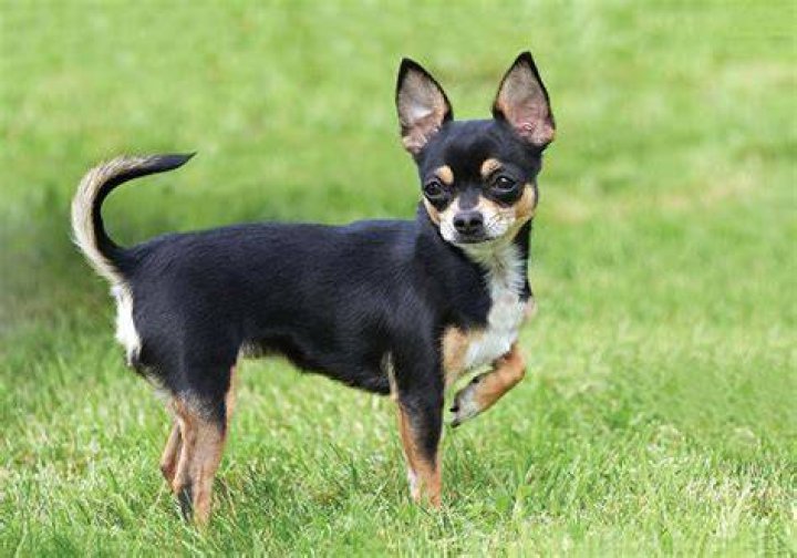 Chihuahua (Smooth Coat) Dog Breed