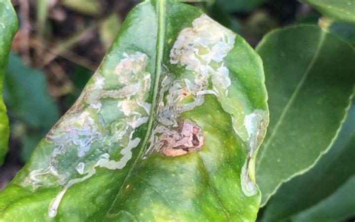 Citrus leafminer Agriculture and Food