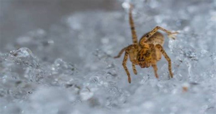 Do Spiders Die in Winter? Emtec Pest Control