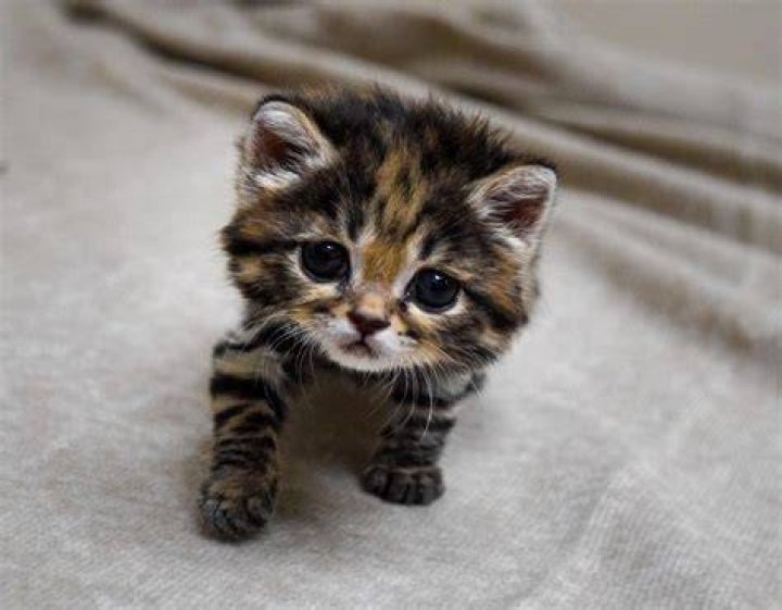 Is this the cutest baby animal ever born in the Cotswolds?
