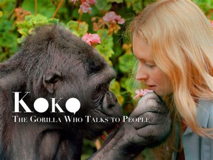 Koko The gorilla that could communicate with humans Periérgeia (2022)
