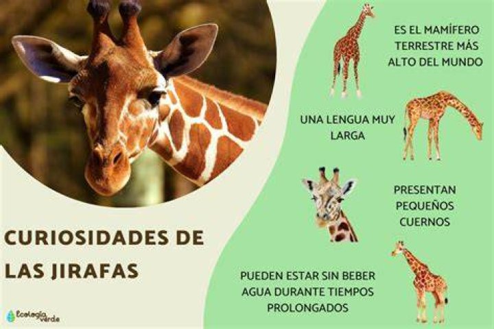Las curiosidades que no conocías sobre la esposa de Juan Gabriel MDZ
