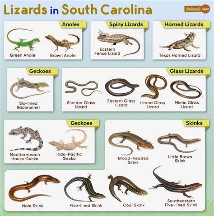 Lizards of South Carolina South Carolina Partners in Amphibian and