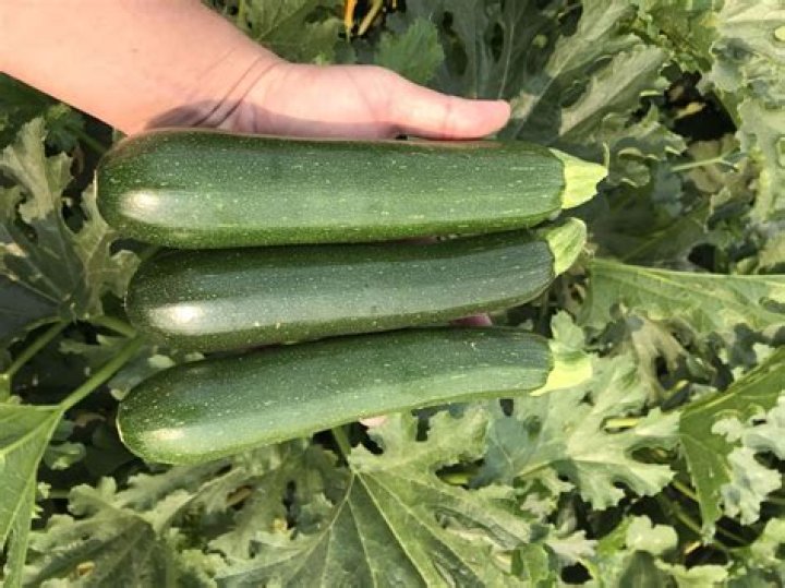 Paycheck Zucchini (Treated Seed) Seedway