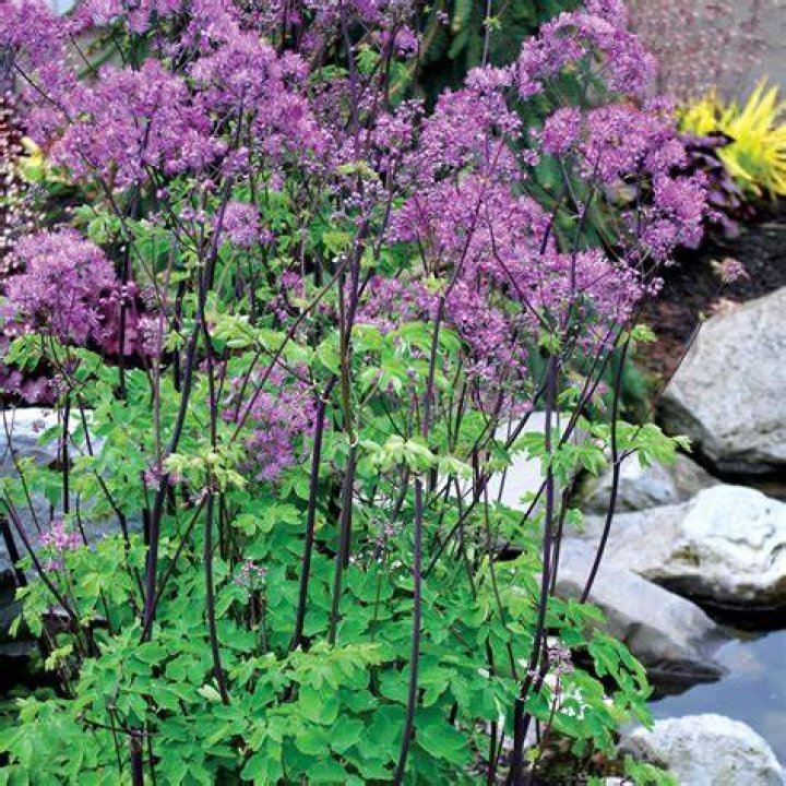 Thalictrum &lsquo;Black Stockings&rsquo; TERRA NOVA&reg; Nurseries, Inc.