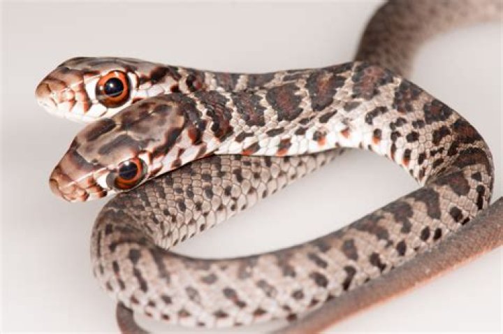 Twoheaded snake discovered in Louisiana backyard