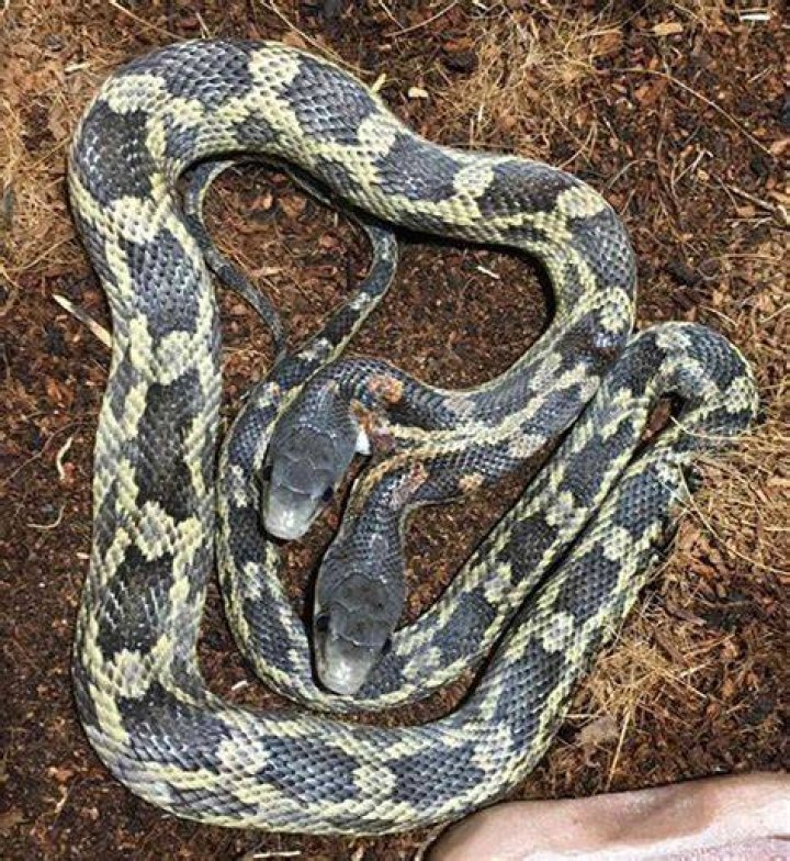 Twoheaded snake found in Waco Houston Chronicle
