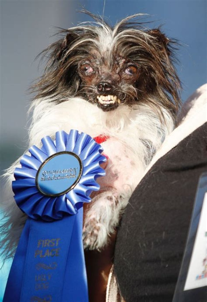 Ugliest Dogs in the World Time