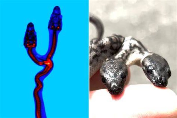 Uncover The Secrets Of Two-Headed Snakes: A Fascinating Exploration Of The Biological Oddity