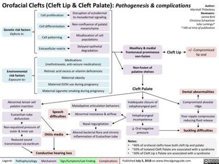 What&rsquo;s an Orofacial Cleft? Cleft Lip and Cleft Palate Explained GoodRx