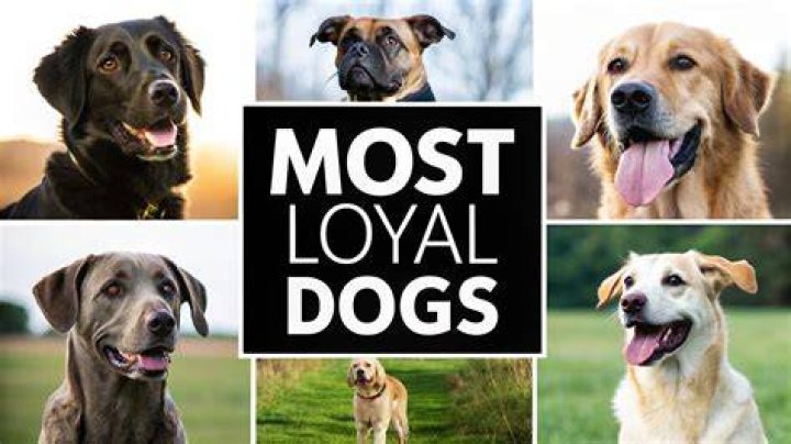 Who Is The Most Loyal Zodiac Sign? And Who Is The Least Loyal? 😳😳😳