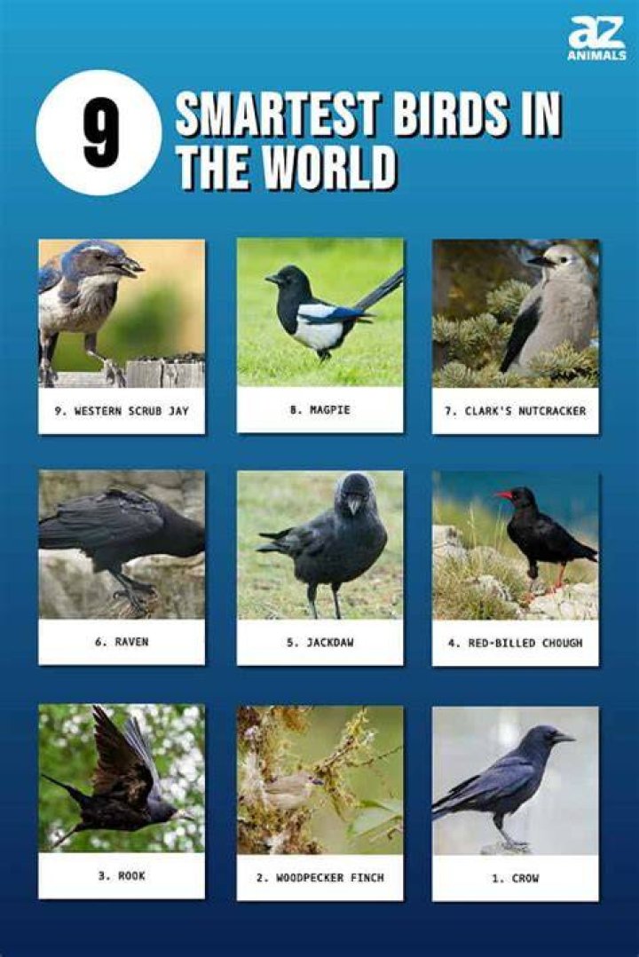 Who’s the Smartest Bird?
