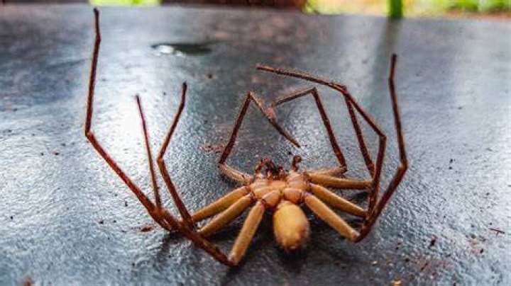 Why Do Spiders Curl Up When They Die? IFLScience