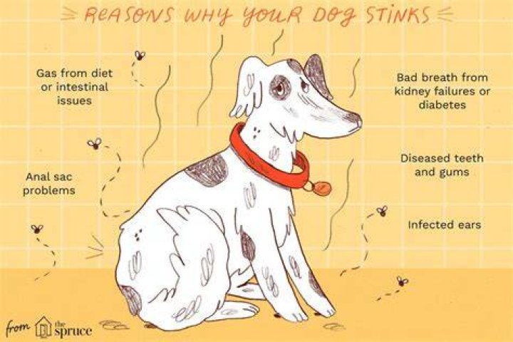 Why Does My Dog Smell Like Fritos? DodoWell The Dodo