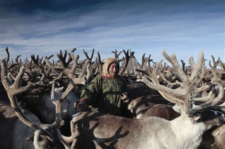 Yamal Tours Visit the Reindeer Hearders of Yamal